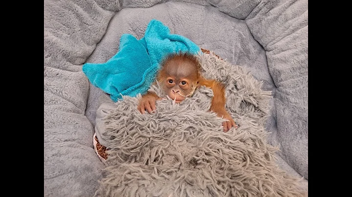 Audubon Zoo's Newborn Orangutan Receiving 24/7 Care
