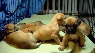 Bear And Lu Lu, Pit Bull Puppies Males For Sale