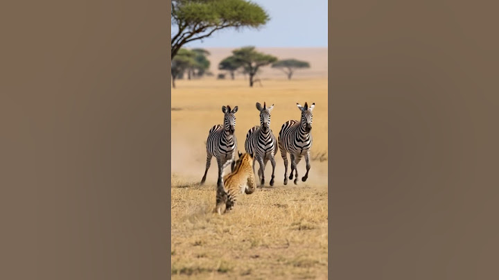 Leopard try to attack when a zebra tries to run#subscribe #animals