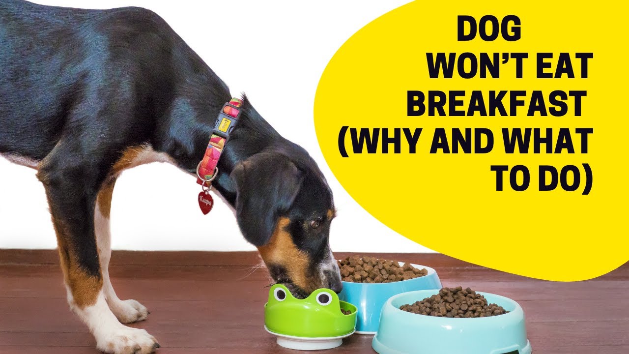 Dog Won’t Eat Breakfast Dog Not Eating Possible Causes and Appetite