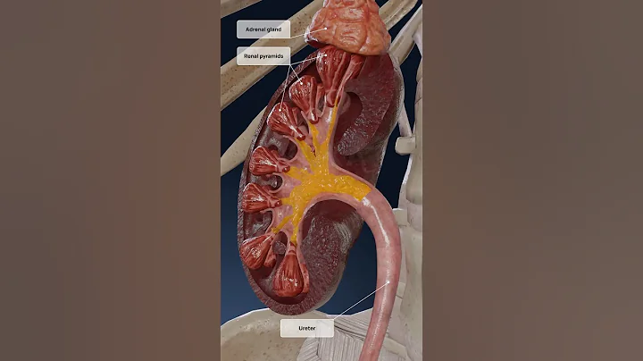 Kidneys work explained in 3D: the formation of urine thumbnail