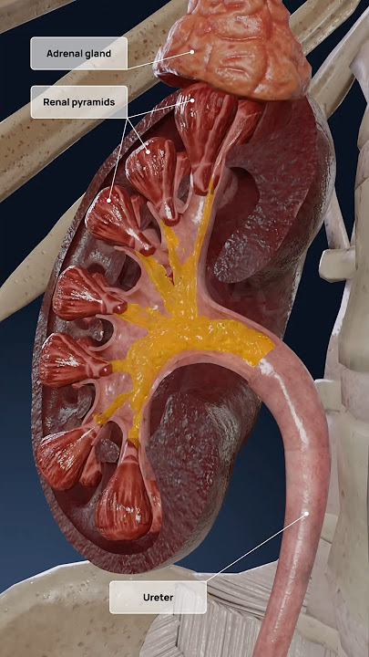Kidneys work explained in 3D: the formation of urine