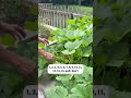 A Day in the Garden...by Rodney Crowell (Part 2)