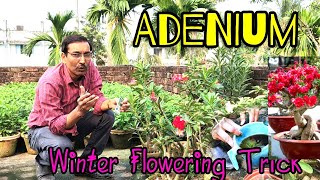 Apply this Handmade tonic on Adenium and you will get flowers in Winter season also