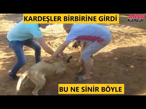 Video: Mariah Carey kocasıyla köpekler için kavga etti