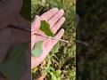 INVASIVE PLANT ID: How to identify BUCKTHORN