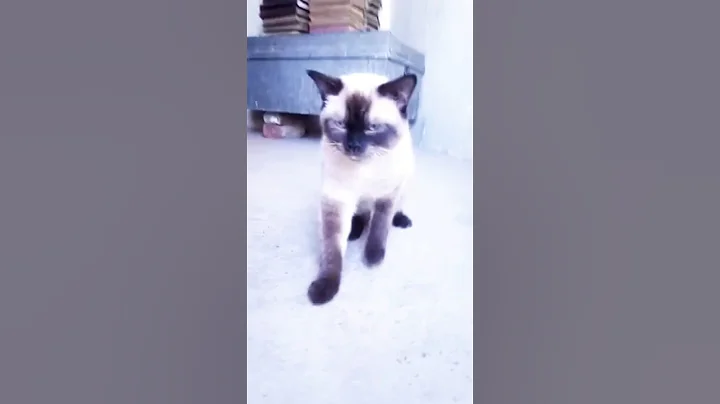 Video 2890851: tonkinese cat, cats catlover, beautiful cat, breed lovely