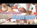 #MochaMilk #Mocha #Milk 반려동물과 갓난아이의 아름다운 이야기💕 Beautiful stories of pets and toddlers [슬기로운 반려생활]