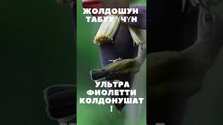 Чымчыктар дүйнөнү кандай көрөт? #shorts #кызыктууфактылар #кызыктуувидеолор #кызыктуу #жаныбарлар