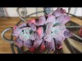 Korean Succulents Haul 韓國多肉淘 011720