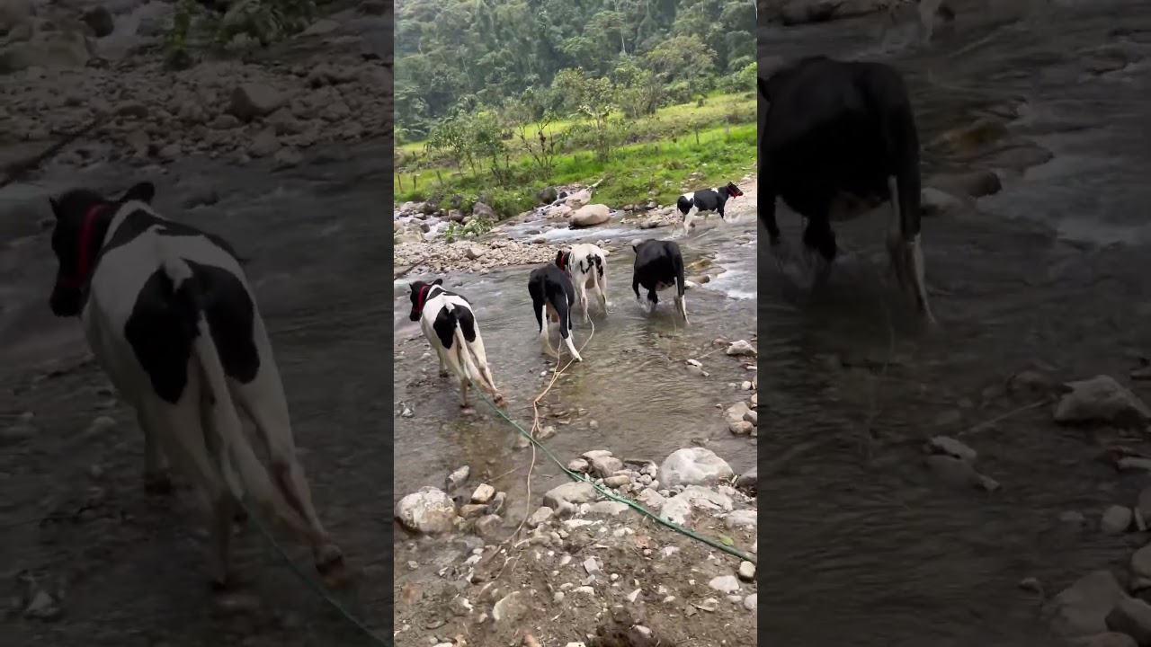 New Heifers Crossing The River 