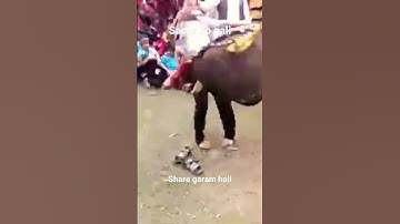 sacar vs velu baje/sacar ko gali/ gannuu/ funnest videos