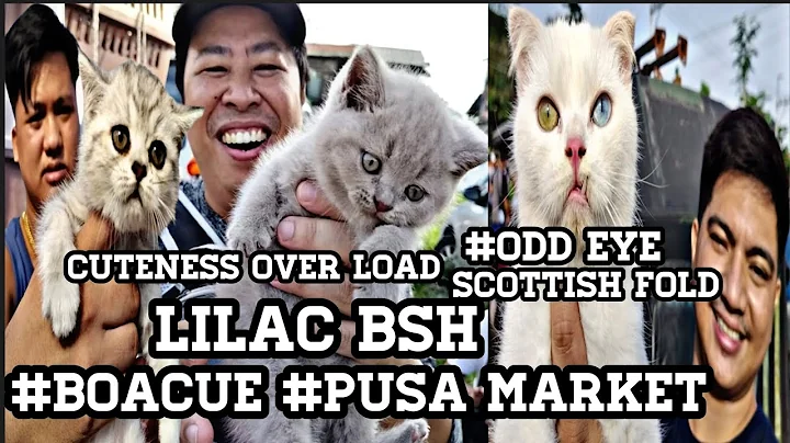 Video 11641701: scottish fold british shorthair, fold british shorthair cute, cute scottish fold kitten, british shorthair lilac kitten, eyes british shorthair, kitten odd eyes