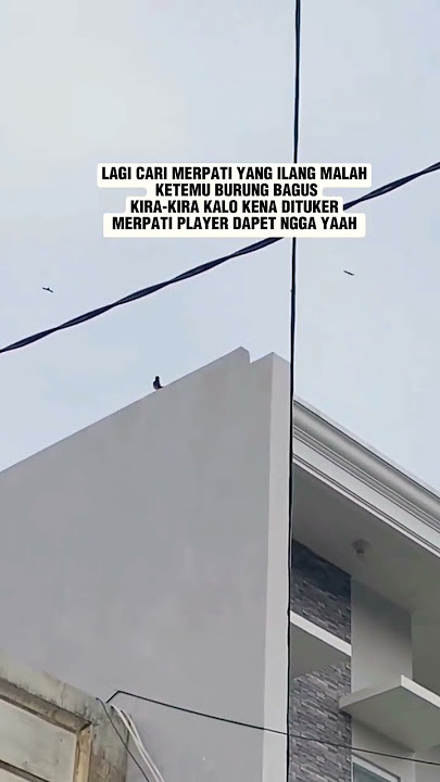 Kukira Merpati Malah Burung Murai Yaa Broo#MerpatiKolong #LombaMerpatiKolong #MerpatiLosdor