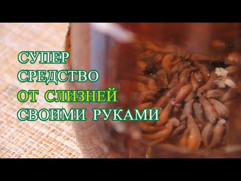 Ловушка для слизней своими руками