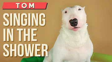 Bull Terrier Singing in the shower