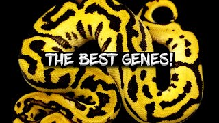 The Best Ball Python Genes! (The Best Recessive, CoDom, Bright Gene, Dark Gene, Super, Allelic...)