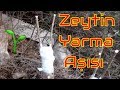 Zeytin Yarma Aşısı Nasıl Yapılır