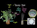 Intro to vascular tissues (xylem & phloem) | Life processes | Biology | Khan Academy