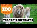 ZOO TYCOON 3 | Leão Negro, Vermelho, Branco e Muito Mais !!!