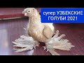 супер УЗБЕКСКИЕ ГОЛУБИ 2021 Узбекские голуби отличаются оригинальным внешним видом