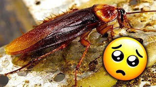 Praying Mantis Mystery & Giant Pet Cockroach NOT GRAPHIC EDUCATIONAL VIDEO