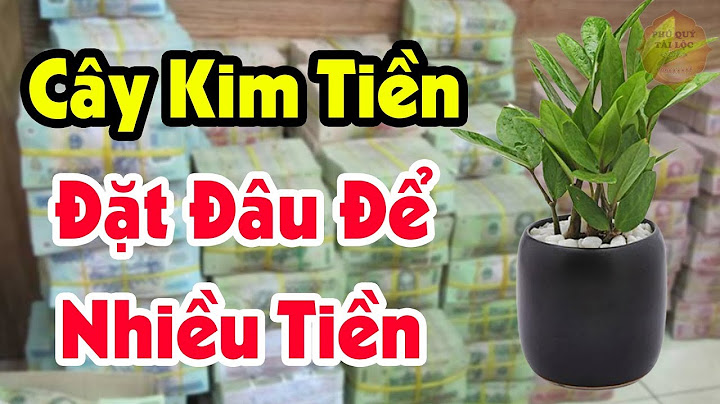 Vị Trí Đặt Cây Kim Tiền Trong Nhà, Chỉ Sau 1 Đêm Hút Lộc Vào Nhà Tiền Bạc Ùn Ùn Kéo Đến