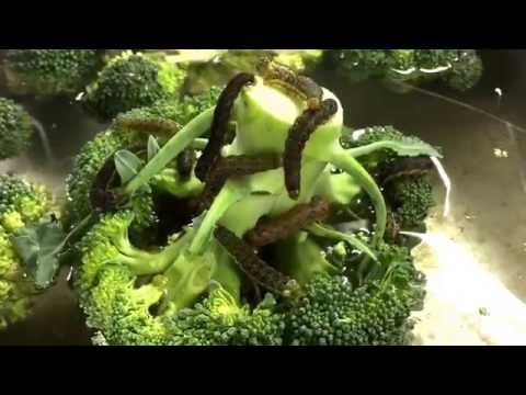 《進撃の野菜》Japanese astonishment animation　衝撃！無農薬のブロッコリーから大量の虫が！ヨトウムシらしい。