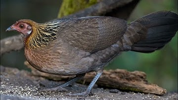 Suab Poj Qaib Tsauj zoo heev|2023|