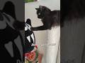 #cat #viral Bat girl cat, matching old pillow. streets to home journey.