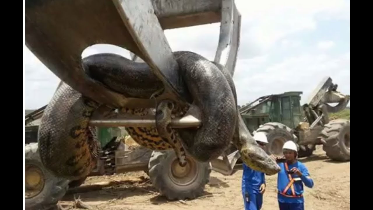 World's Largest Snake found in Brazil YouTube