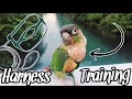 How to Harness Train Your Parrot!