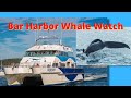 Bar Harbor Whale Watch AND a Stunning Sunrise atop Cadillac Mountain! image