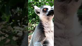 Understanding the Causes of Animal Extinction