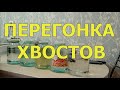 ПЕРЕГОНКА ХВОСТОВ