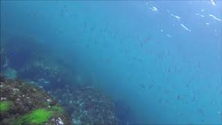 20180707福連國小free diving