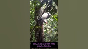memikat sepahraja dan rambatan#shorts