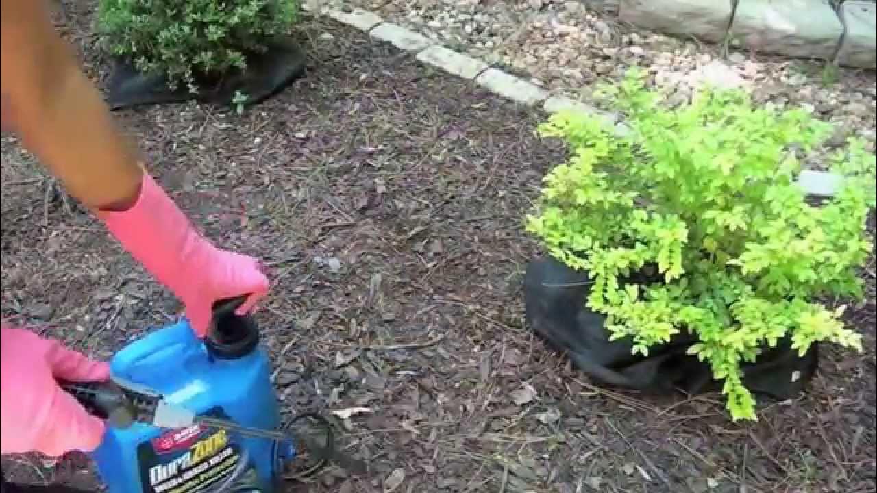 Yard Cleanup Weed and Bug Control Ep5 part2 YouTube