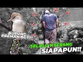 BURUNG KERAK BASI YANG GAL4K BANGET KEMBALI LAGI..!