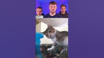 You Laugh You Lose | Cats 😺