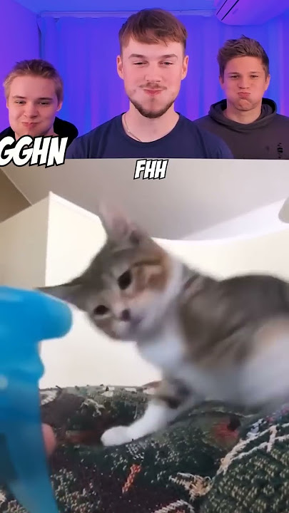 Kamu Tertawa Kamu Kalah | Kucing 😺