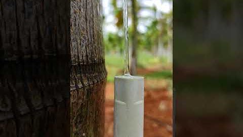 Arecanut New #Drip #irrigation #system #Arecanut #Shorts #AgriclutreZone #Youtube #New #Trinding