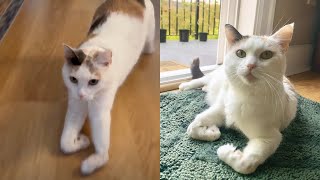 Cat Skis On Front Paws | The Cat Chronicles by The Cat Chronicles  1,352 views 2 weeks ago 3 minutes, 1 second