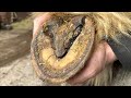 You wont believe how much hoof i had to cut away on this trim hoof restoration