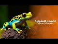 الضفادع الإستوائية حياة البرمائيات في أدغال براري الأمازون المطيرة كويست عربية Quest Arabiya 