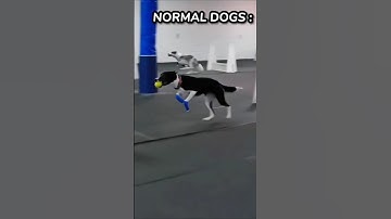 This Dog Can Be Beat Flash 🔥 #trollface #edit #troll