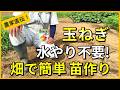 【玉ねぎ栽培】畑で育苗すれば面倒な管理はいりません【有機農家直伝！無農薬で育てる家庭菜園】　26/9/8
