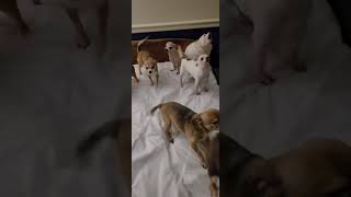 chihuahuas talking mommy's home