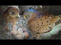First-Time Kestrel Pair&#39;s Journey from Eggs to Chicks | Wild Lives | Jeff &amp; Jenny | Robert E Fuller