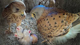 FirstTime Kestrel Pair's Journey from Eggs to Chicks | Jeff & Jenny | Wild Lives | Robert E Fuller